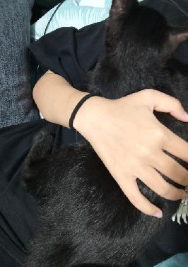 猫图片|宠物猫|猫咪|