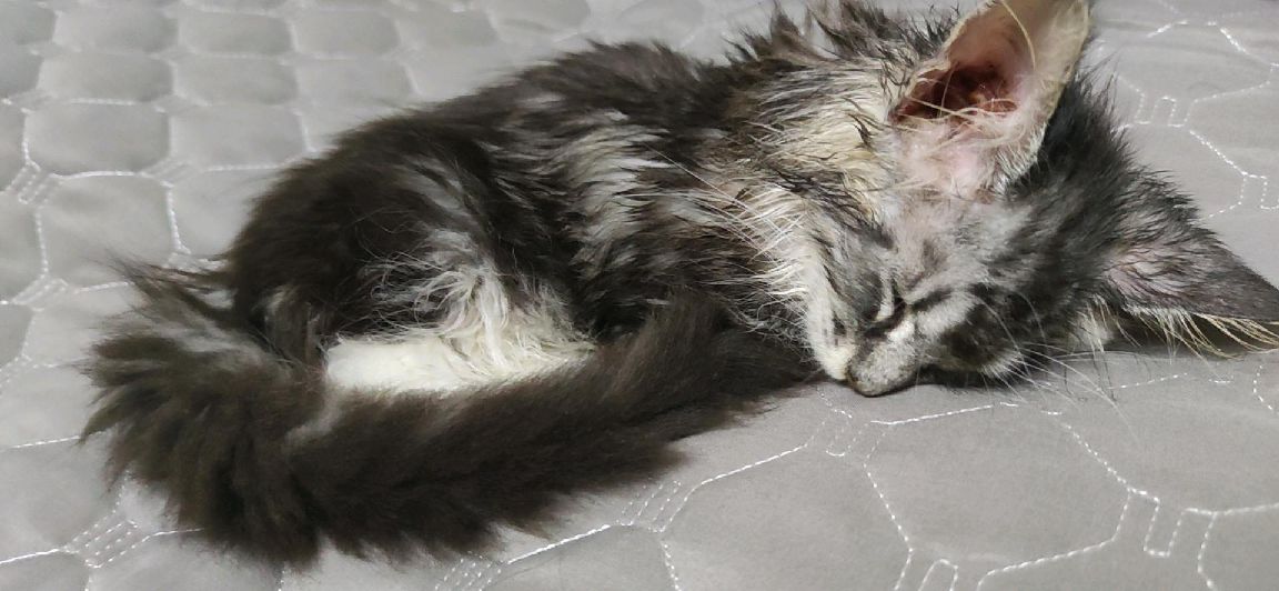 猫图片|宠物猫|猫咪|