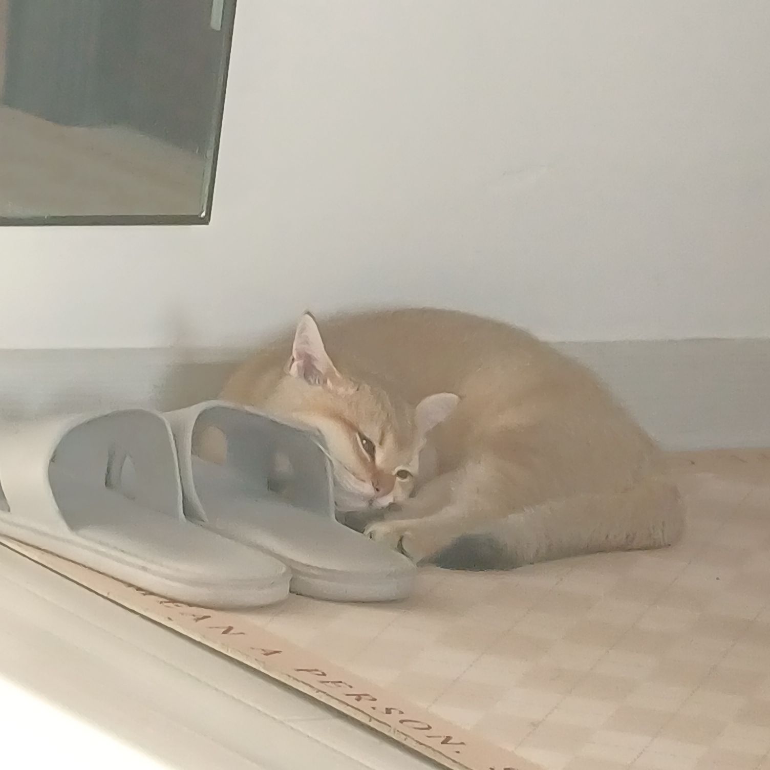 猫图片|宠物猫|猫咪|