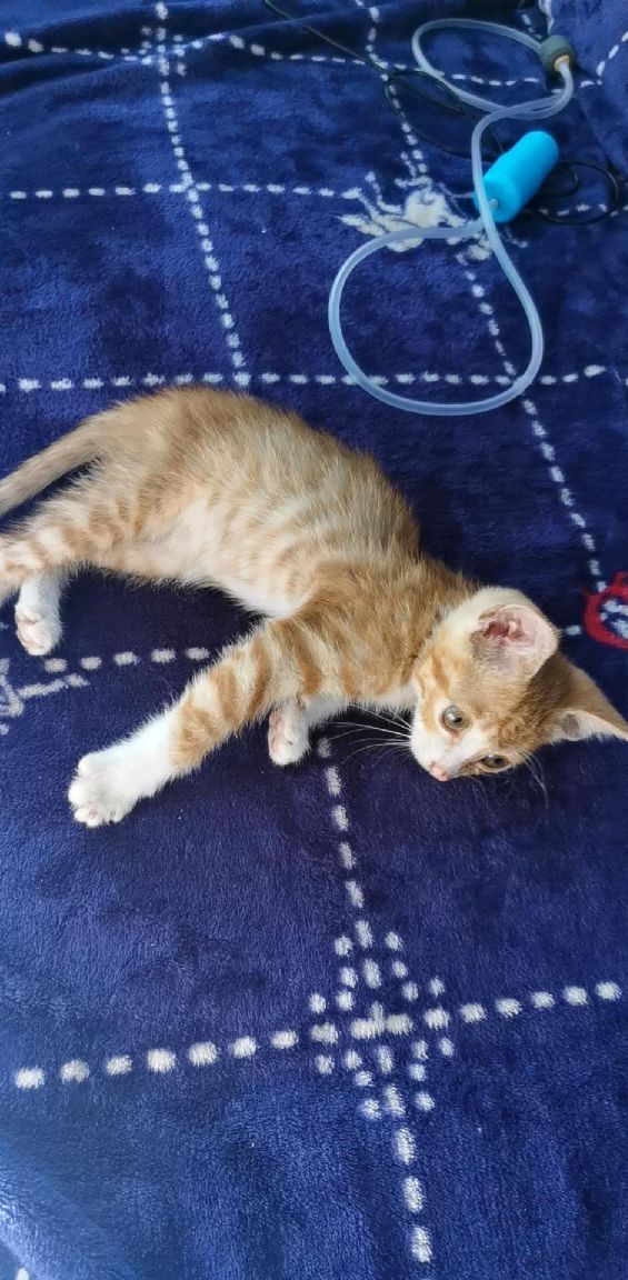 猫图片|宠物猫|猫咪|