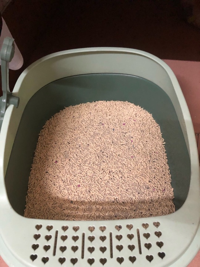 猫图片|宠物猫|猫咪|