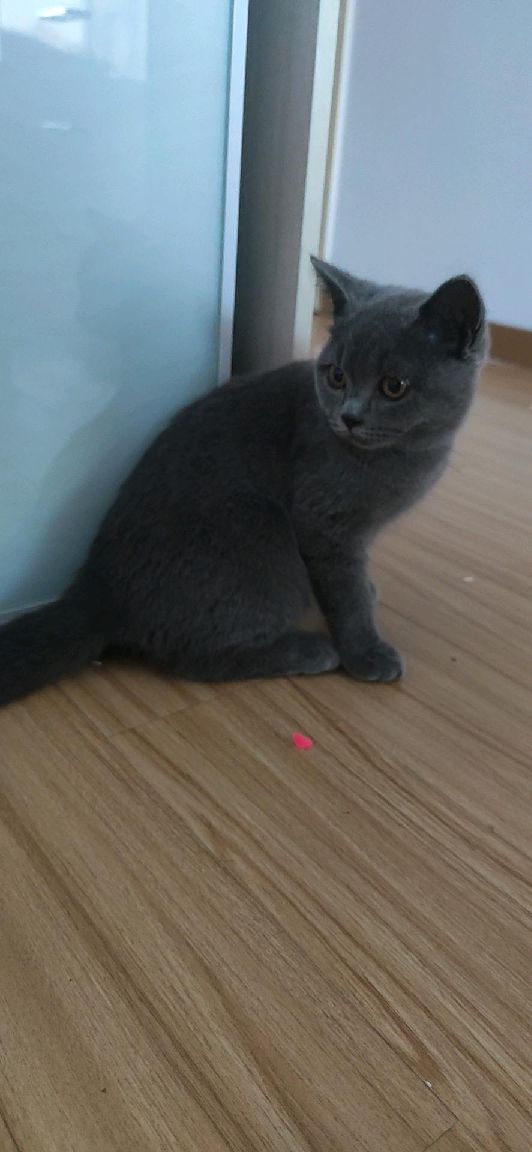 猫图片|宠物猫|猫咪|