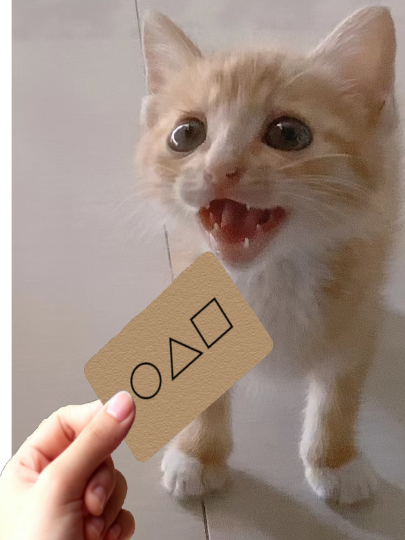 猫图片|宠物猫|猫咪|