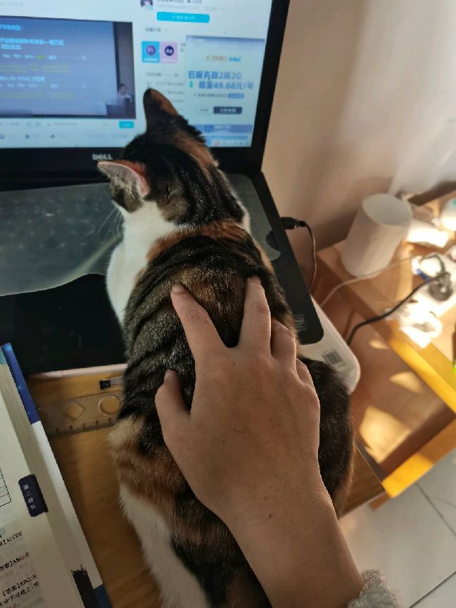 猫图片|宠物猫|猫咪|