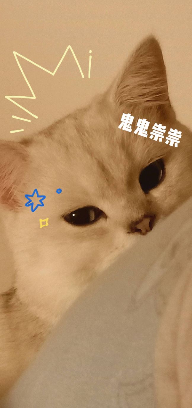 猫图片|宠物猫|猫咪|