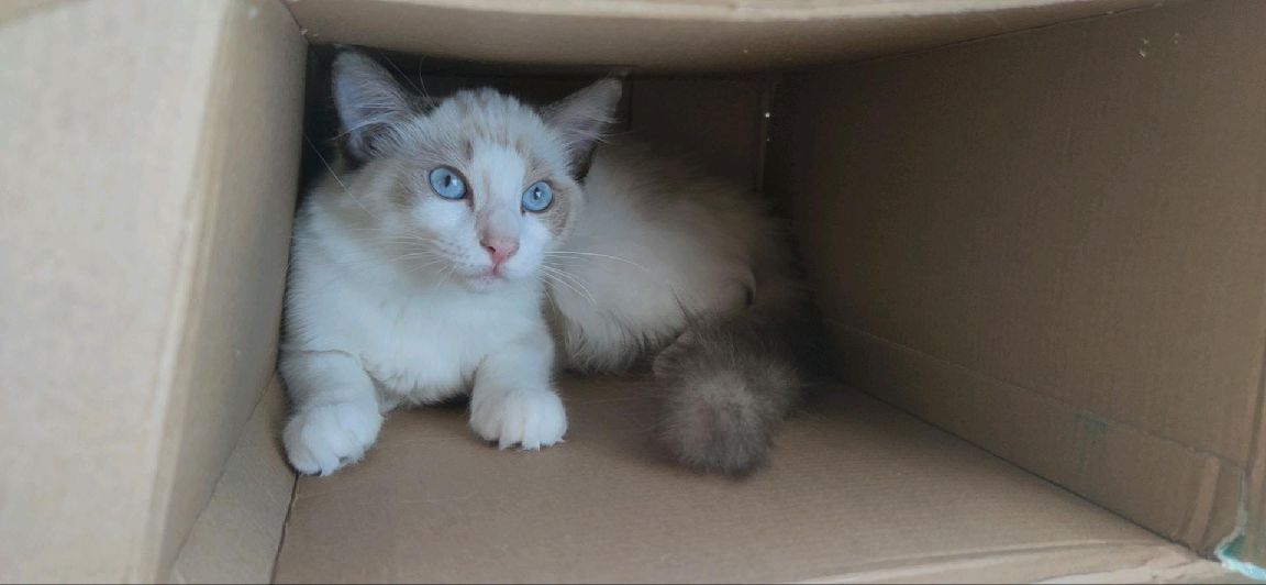 猫图片|宠物猫|猫咪|