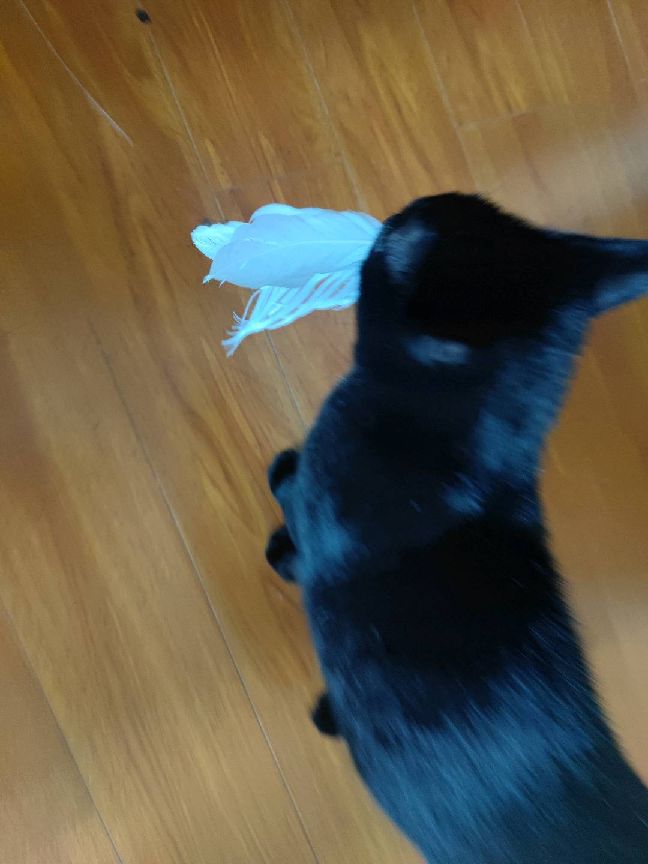 猫图片|宠物猫|猫咪|