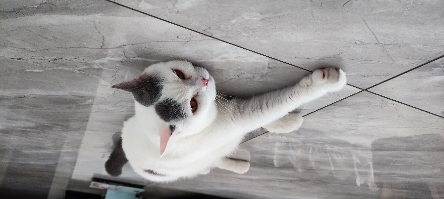 猫图片|宠物猫|猫咪|