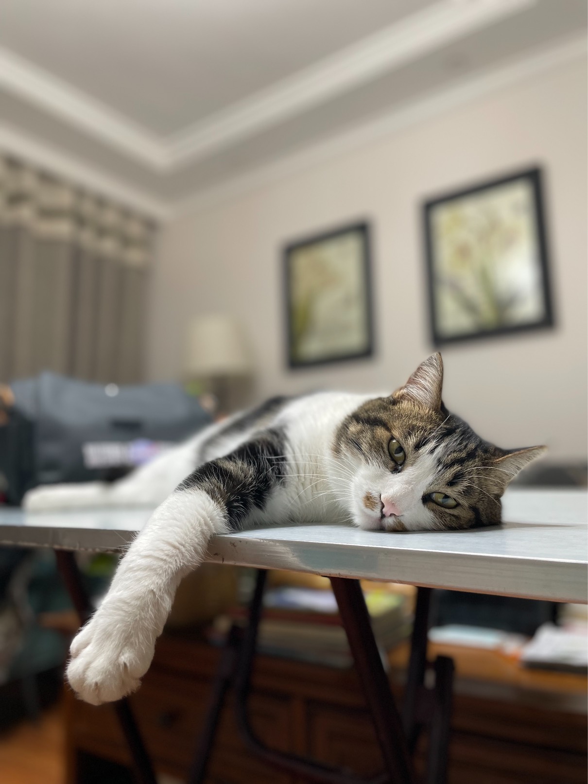 猫图片|宠物猫|猫咪|