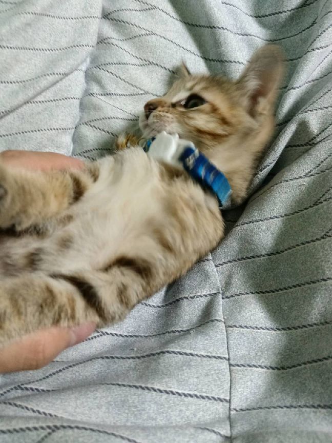 猫图片|宠物猫|猫咪|