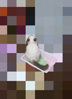 猫图片|宠物猫|猫咪|