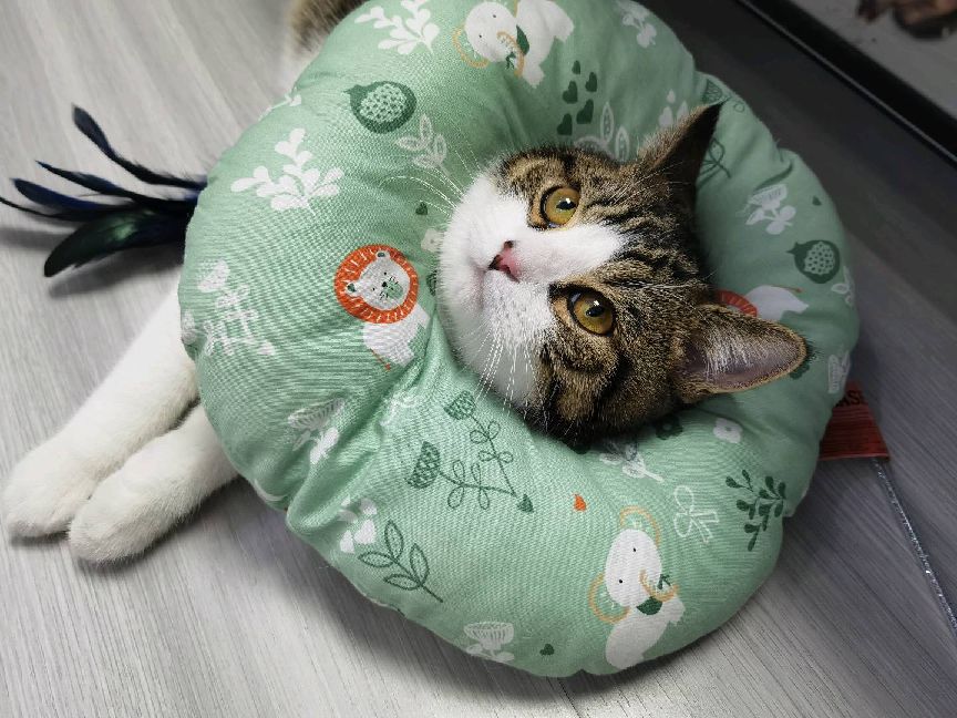 猫图片|宠物猫|猫咪|