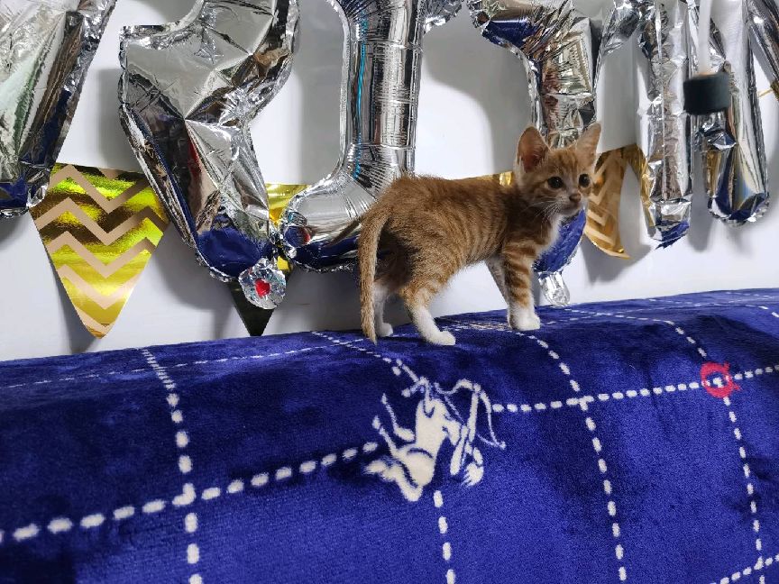 猫图片|宠物猫|猫咪|