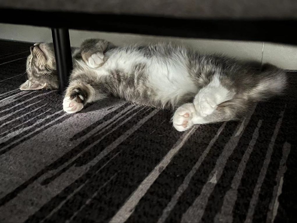 猫图片|宠物猫|猫咪|