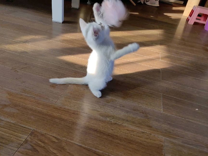 猫图片|宠物猫|猫咪|