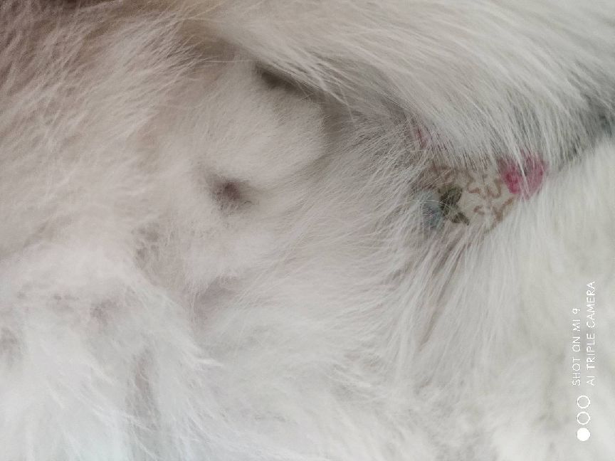 猫图片|宠物猫|猫咪|