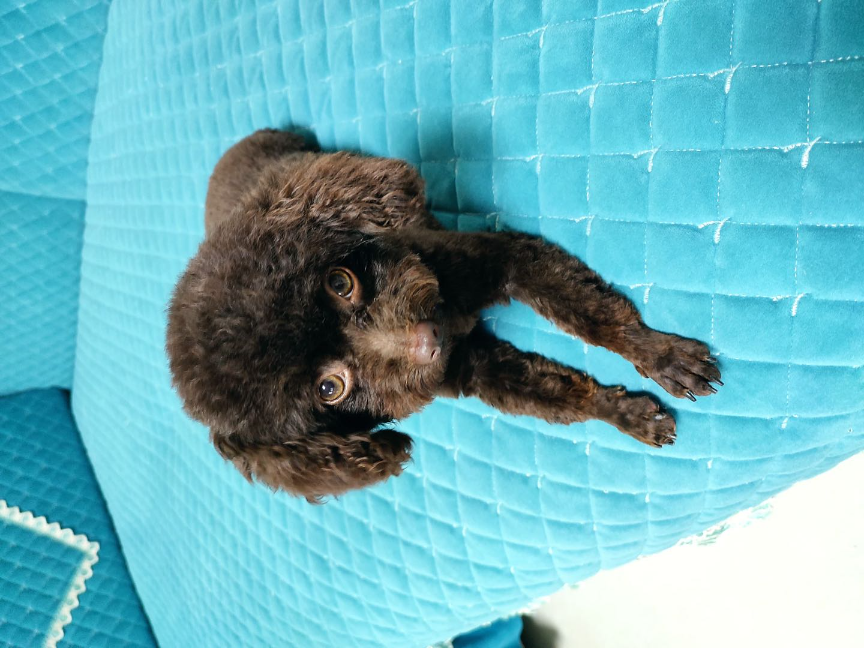 猫图片|宠物猫|猫咪|