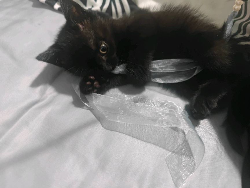 猫图片|宠物猫|猫咪|