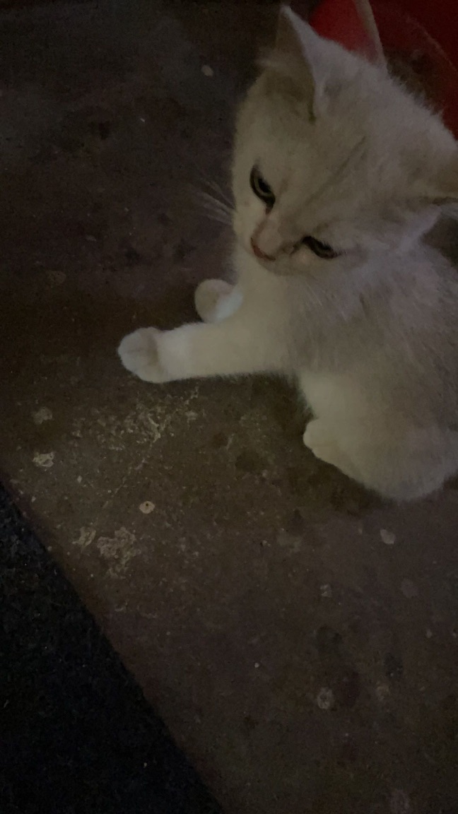 猫图片|宠物猫|猫咪|