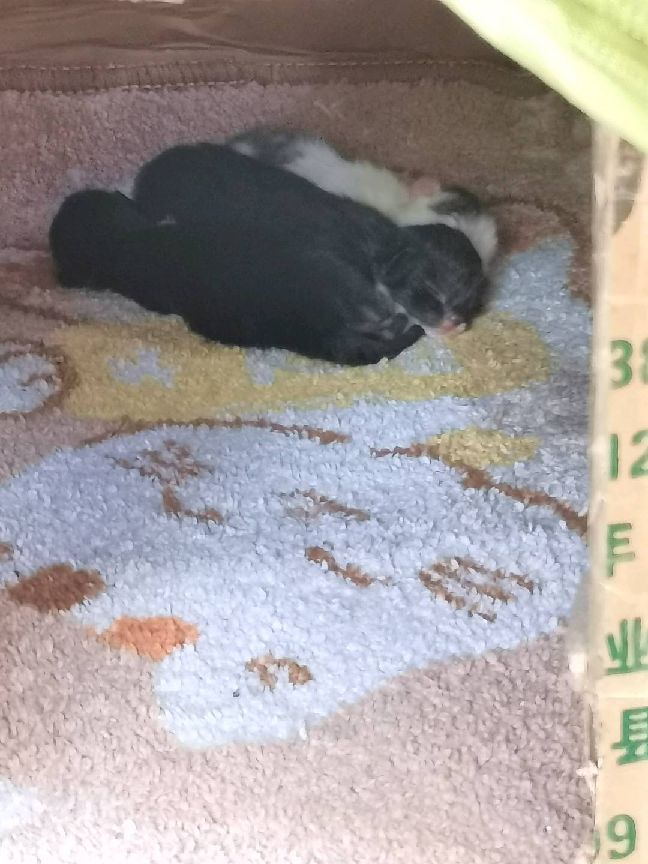 猫图片|宠物猫|猫咪|