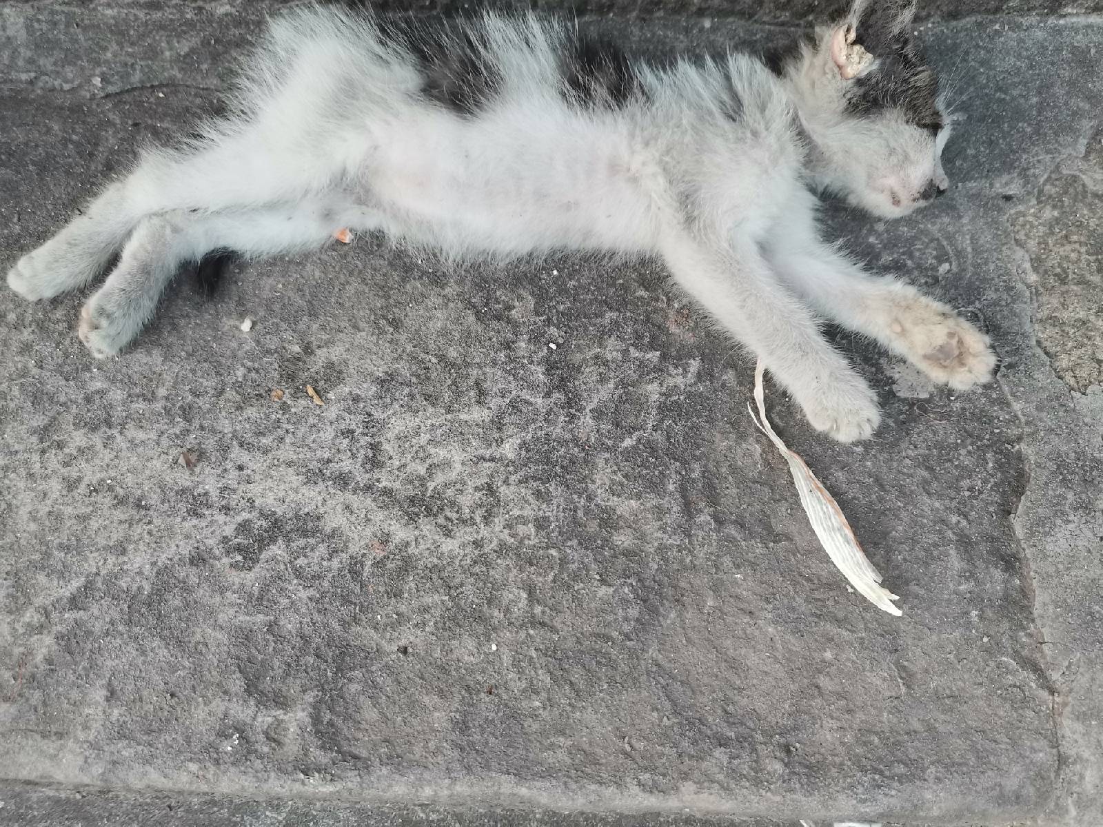 猫图片|宠物猫|猫咪|