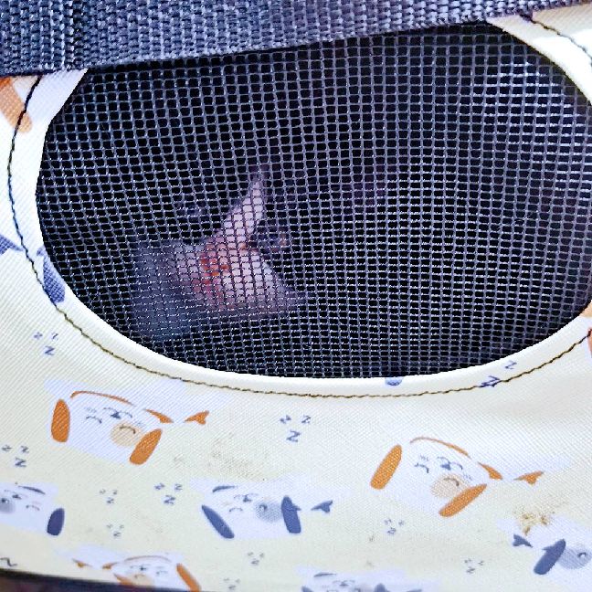 猫图片|宠物猫|猫咪|