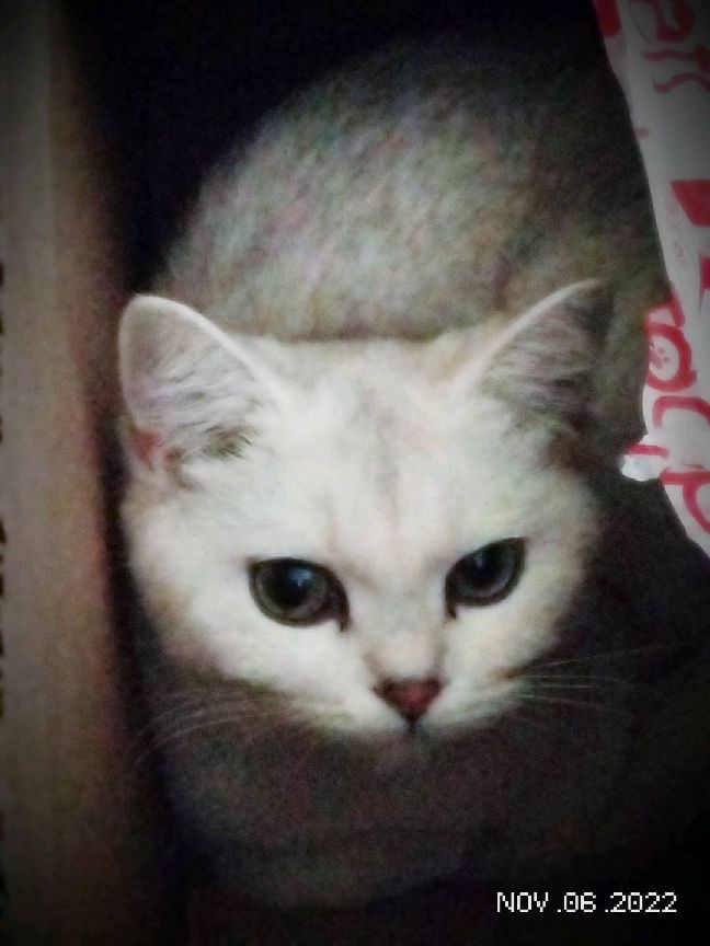 猫图片|宠物猫|猫咪|