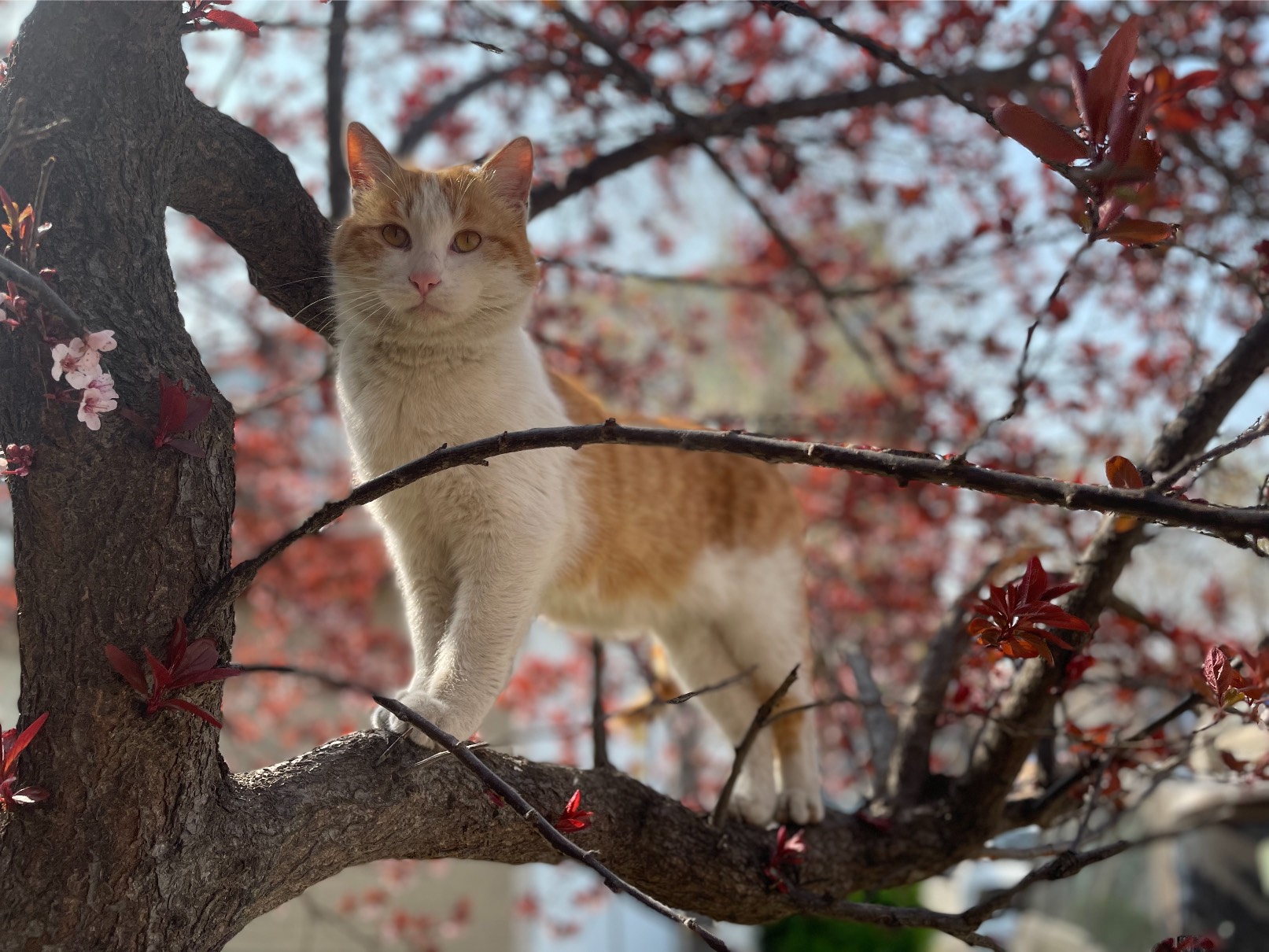 猫图片|宠物猫|猫咪|
