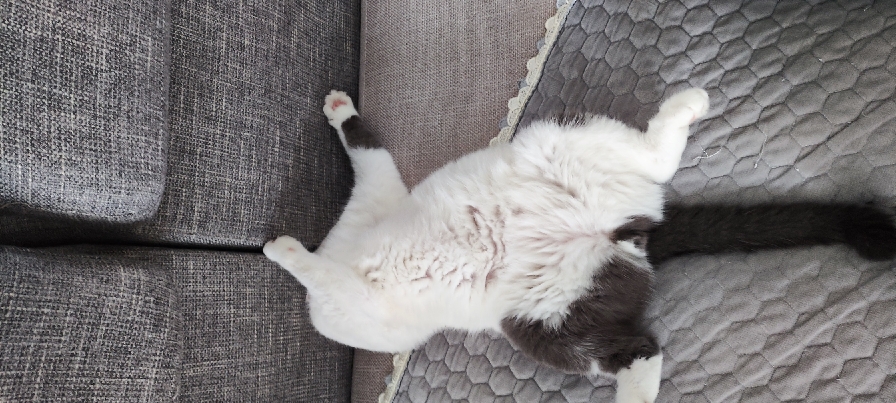 猫图片|宠物猫|猫咪|