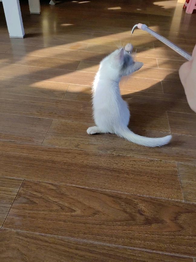 猫图片|宠物猫|猫咪|