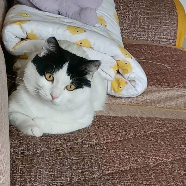 猫图片|宠物猫|猫咪|