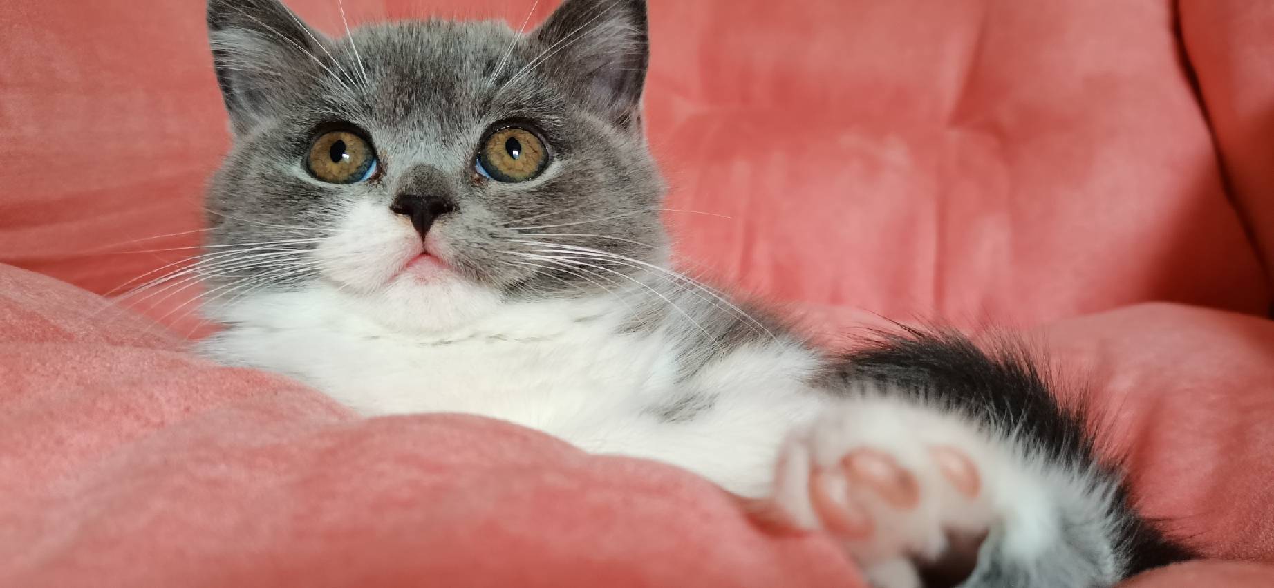 猫图片|宠物猫|猫咪|