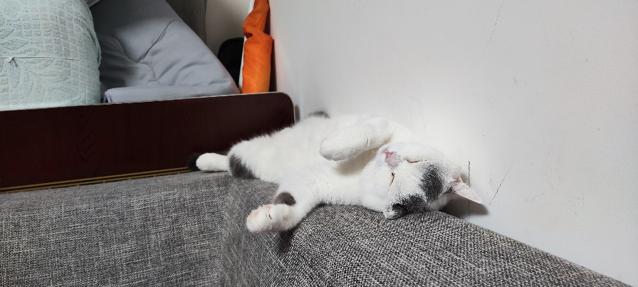 猫图片|宠物猫|猫咪|