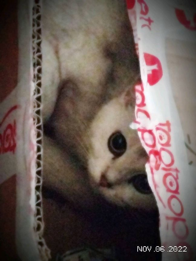 猫图片|宠物猫|猫咪|