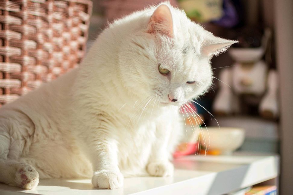 猫图片|宠物猫|猫咪|