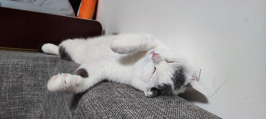 猫图片|宠物猫|猫咪|