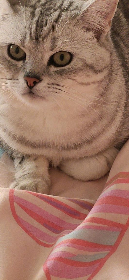 猫图片|宠物猫|猫咪|