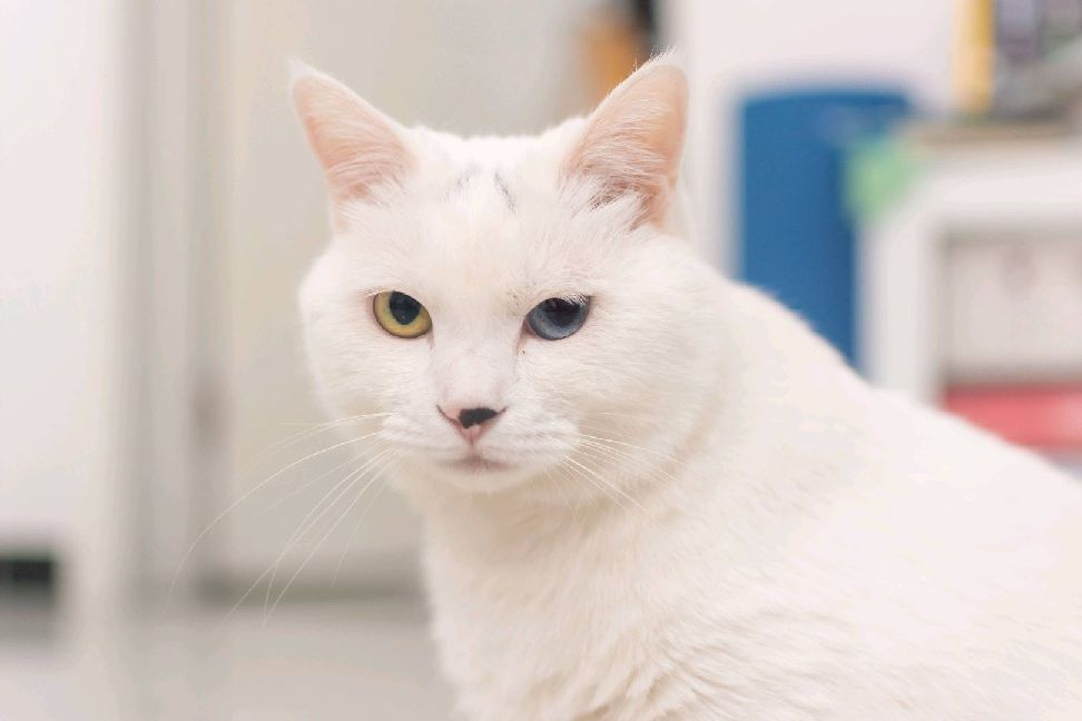 猫图片|宠物猫|猫咪|