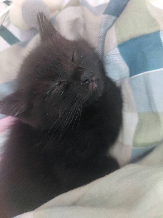 猫图片|宠物猫|猫咪|