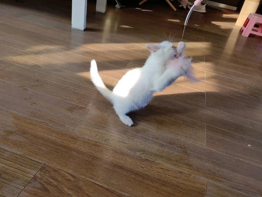 猫图片|宠物猫|猫咪|