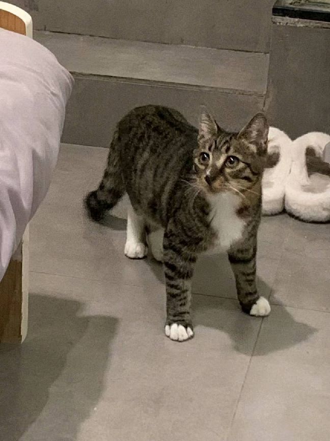 猫图片|宠物猫|猫咪|