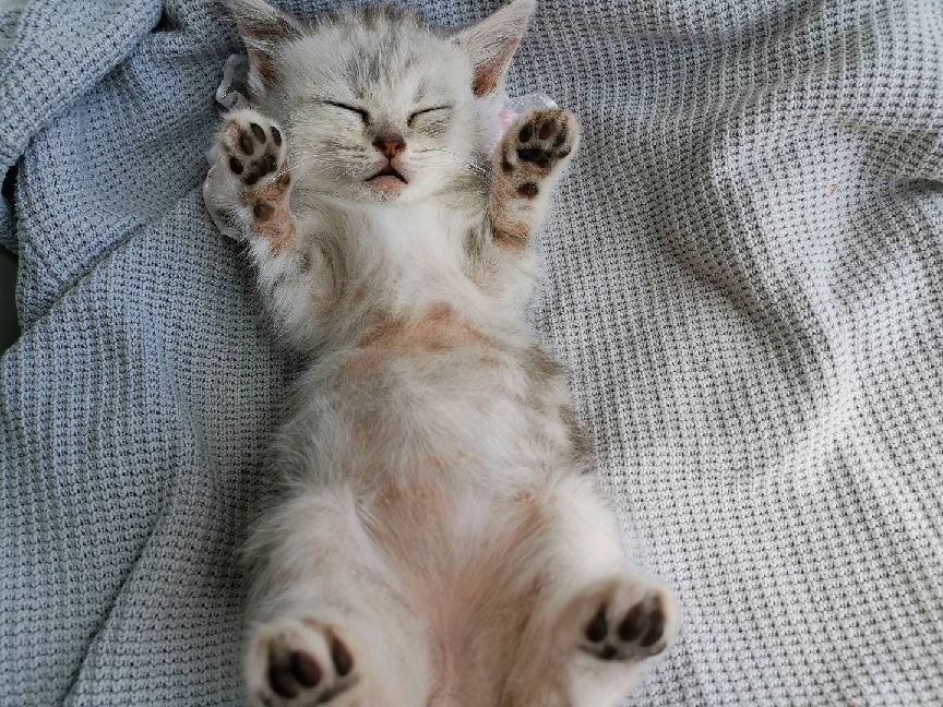 猫图片|宠物猫|猫咪|