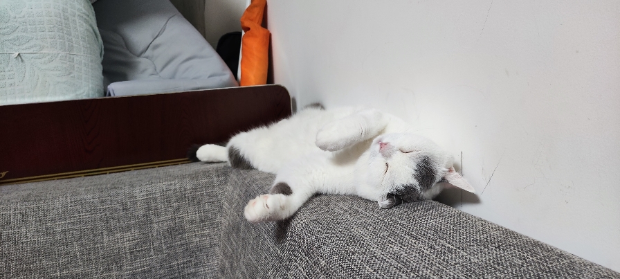 猫图片|宠物猫|猫咪|