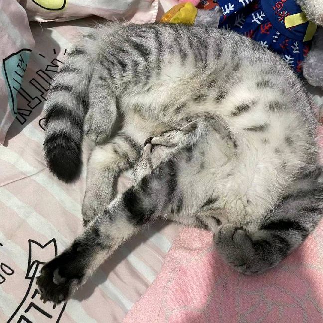 猫图片|宠物猫|猫咪|