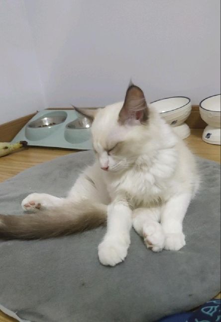 猫图片|宠物猫|猫咪|