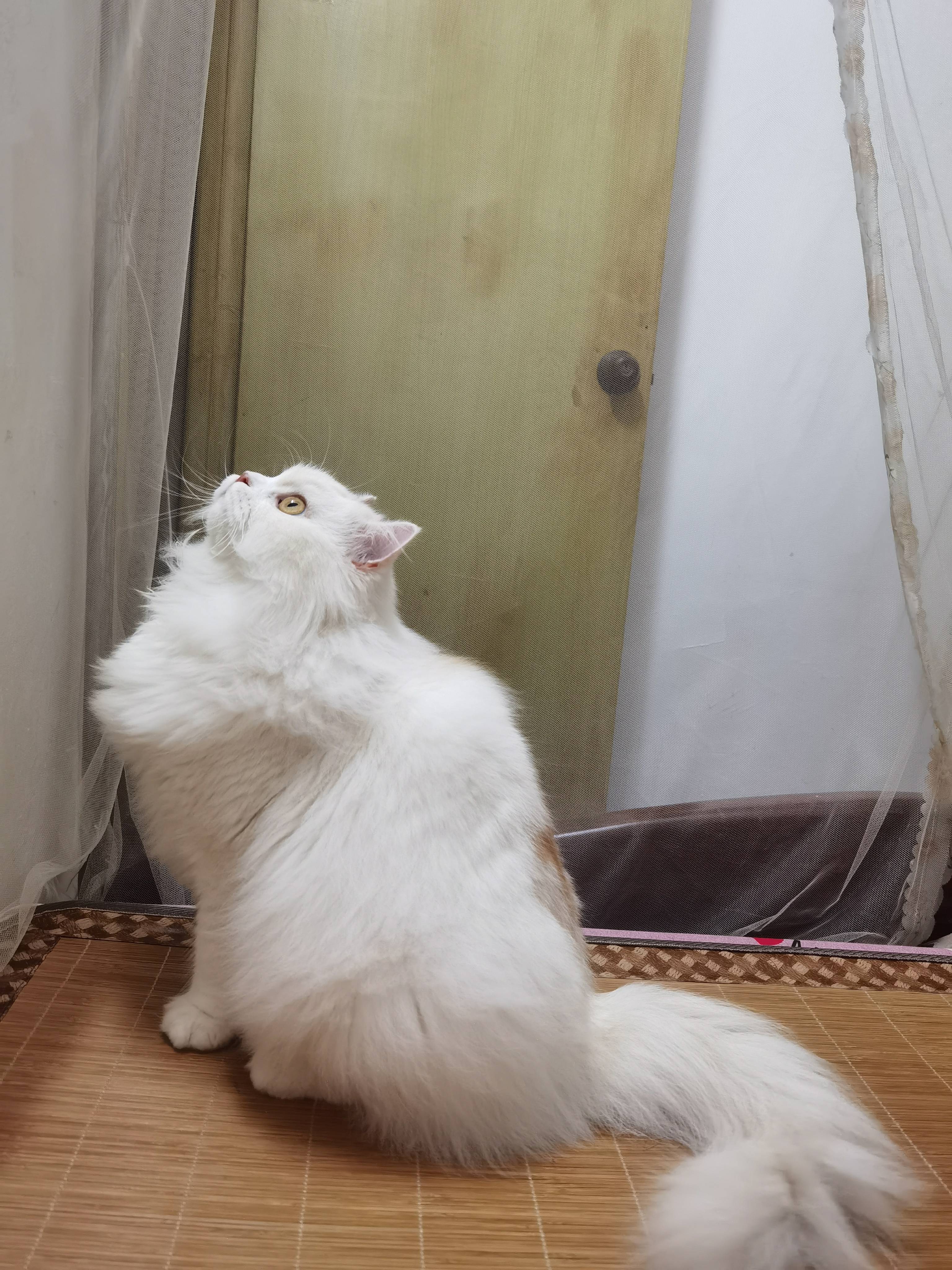 猫图片|宠物猫|猫咪|