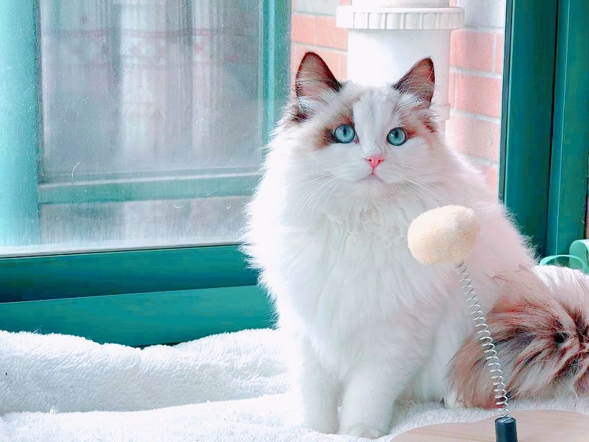 猫图片|宠物猫|猫咪|