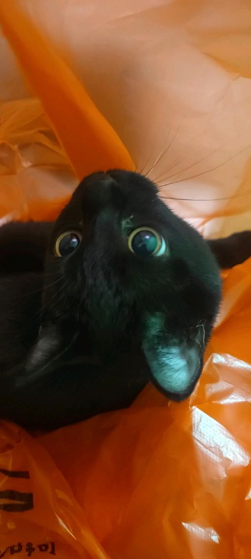 猫图片|宠物猫|猫咪|