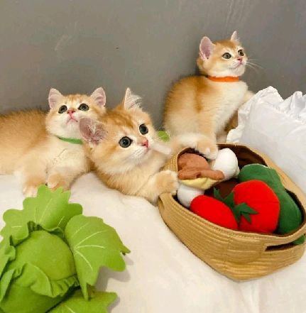 猫图片|宠物猫|猫咪|