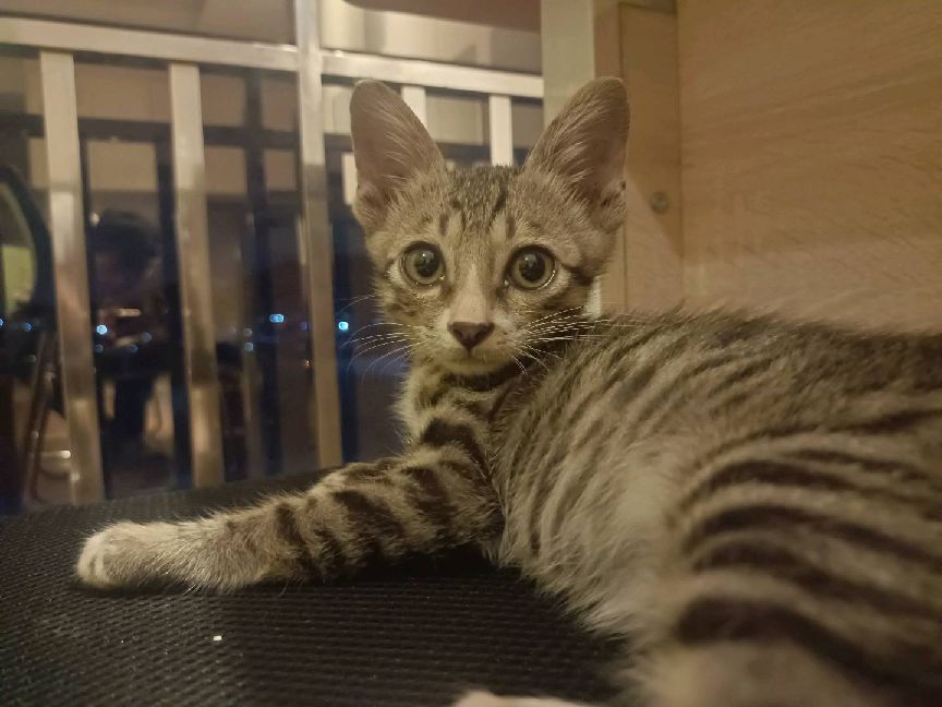 猫图片|宠物猫|猫咪|